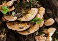 Mushroom (Trametes versicolor) on a rotting fallen tree for Cure