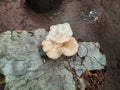 Mushroom tree chair