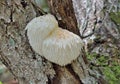 Mushroom on tree 1