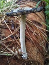 the mushroom tree grows beautifully like an umbrella