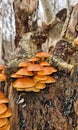 Mushroom tree nature landscape photographie