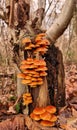 Mushroom tree nature landscape photographie Royalty Free Stock Photo