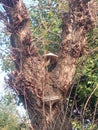 mushroom tree summer nature bush