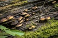 Mushroom on a tree stump