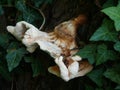 Mushroom on a tree by the lake