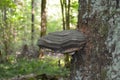Mushroom on a tree trunk