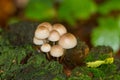 Mushroom on tree trunk. Group of Mycena Mushrooms in the forest.