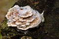 Mushroom on the tree Royalty Free Stock Photo