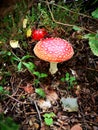 toadstool, forest plants and lying brown leaves Royalty Free Stock Photo
