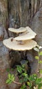 Mushroom Tree World Royalty Free Stock Photo