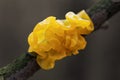 Mushroom Tremella mesenterica (yellow brain golden jelly fungus yellow trembler witches\' butter)