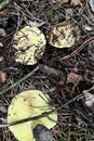 Mushroom Tricholoma equestre close-up.