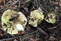 Mushroom Tricholoma equestre close-up.