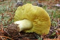 Mushroom tricholoma equestre