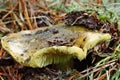 Mushroom tricholoma equestre Royalty Free Stock Photo