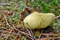 Mushroom tricholoma equestre