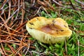 Mushroom tricholoma equestre