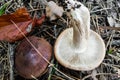 Mushroom Tricholoma fulvum in the forest close-up.