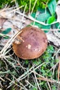 Mushroom Tricholoma fulvum in the forest close-up.