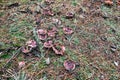 Mushroom Tricholoma imbricatum close-up.