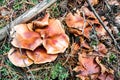Mushroom Tricholoma imbricatum close-up. Royalty Free Stock Photo