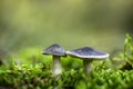 The mushroom Tricholoma terreum, edible mushroom in the forest, Autumn grow in the autumn