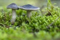 The mushroom Tricholoma terreum, edible mushroom in the forest, Autumn grow