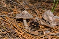 Mushroom Tricholoma virgatum and pine cone in pine forest. Mushroom close-up. Royalty Free Stock Photo