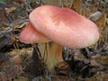 Mushroom Tricholomopsis rutilans.