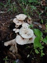 Mushroom tropical Indonesian jungle Royalty Free Stock Photo