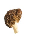 True morel Morchella esculenta on white