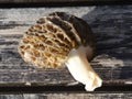 True morel Morchella esculenta on a table Royalty Free Stock Photo