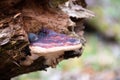 Mushroom on a trunk in a mossy forest