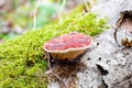 Mushroom on a trunk in a mossy forest