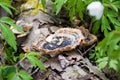 Mushroom on a trunk in a mossy forest