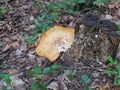 a mushroom on a trunk