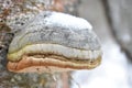 Mushroom with a twig on the bottom of the tree birch snow ice Royalty Free Stock Photo