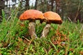 Mushroom twins leccinum versipelle