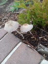 Mushroom twins together Royalty Free Stock Photo