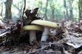 Mushroom twins under the shelter