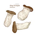 Mushroom Type King Trumpet Vector Illustration
