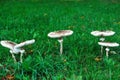 Umbrella mushroom standing in the grass. Royalty Free Stock Photo
