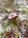 Mushroom under first snow