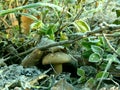 Frost on the grass over frozen mushroom close up