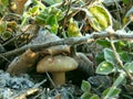 Mushroom under frozen grass close up