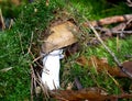 Mushroom under the moss