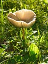 Mushroom with upturned cap collecting sunshine