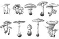 Mushroom illustration, drawing, engraving, ink, line art, set, collection