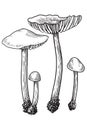 Mushroom, vector, drawing, engraving, illustration, small, family, group, tiny