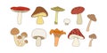 Mushroom vector icon, cartoon forest mushrooms set. Organic nature illustration Royalty Free Stock Photo